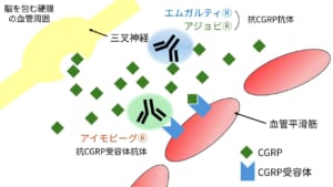 片頭痛の機序　三叉神経血管説